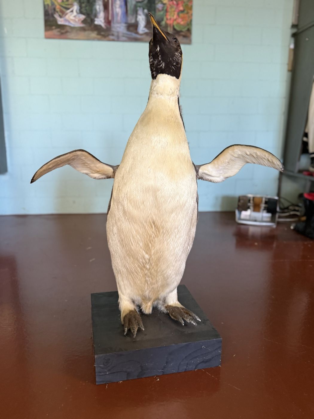 Penguin · taxidermy from a Swiss zoo