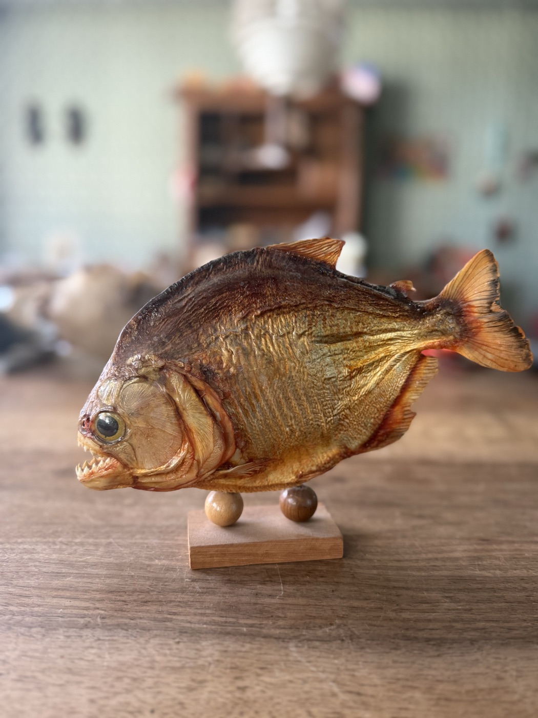 Piranhas, präpariert · 2 Stück auf Holzsockel