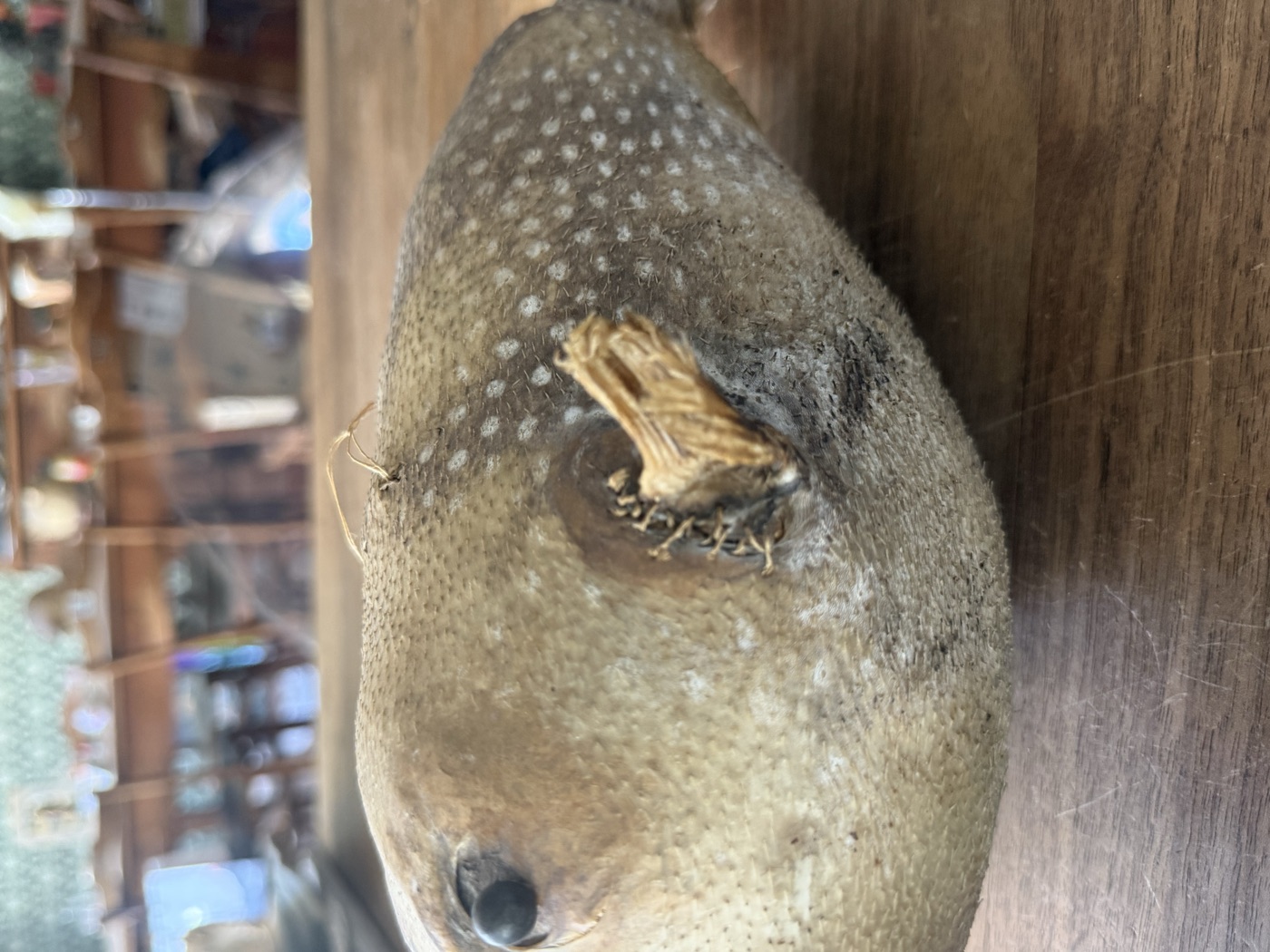 Kugelfisch, präpariert · gross