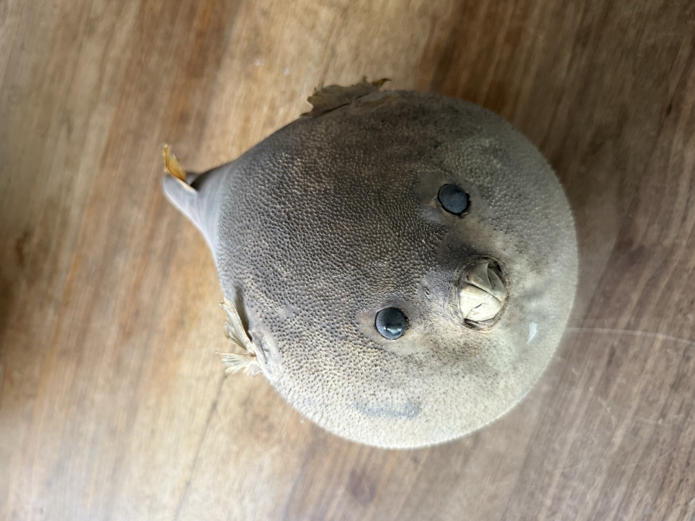 Kugelfische, präpariert · 2 Stück