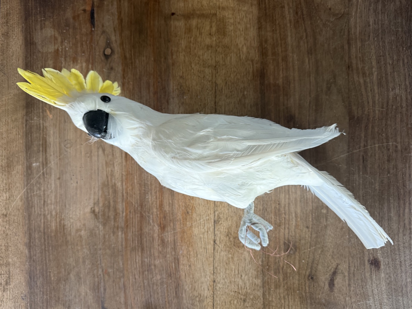 Kakadu · Dekovogel mit echten Federn