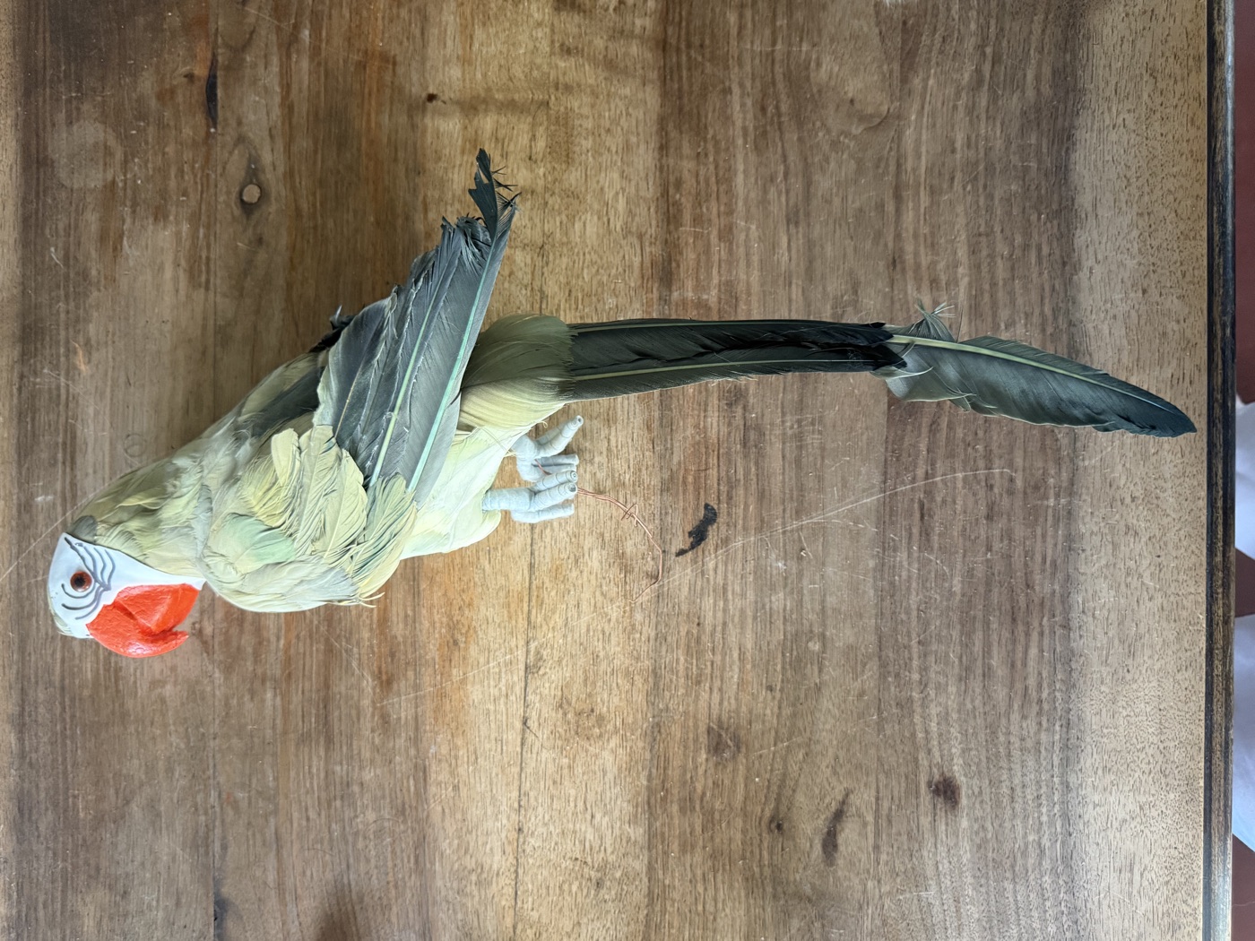 Sittich · Dekovogel mit echten Federn