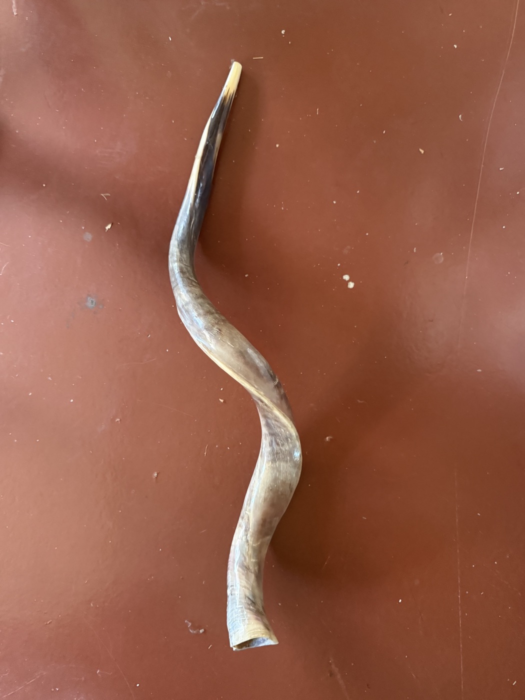 Horn · natur belassen