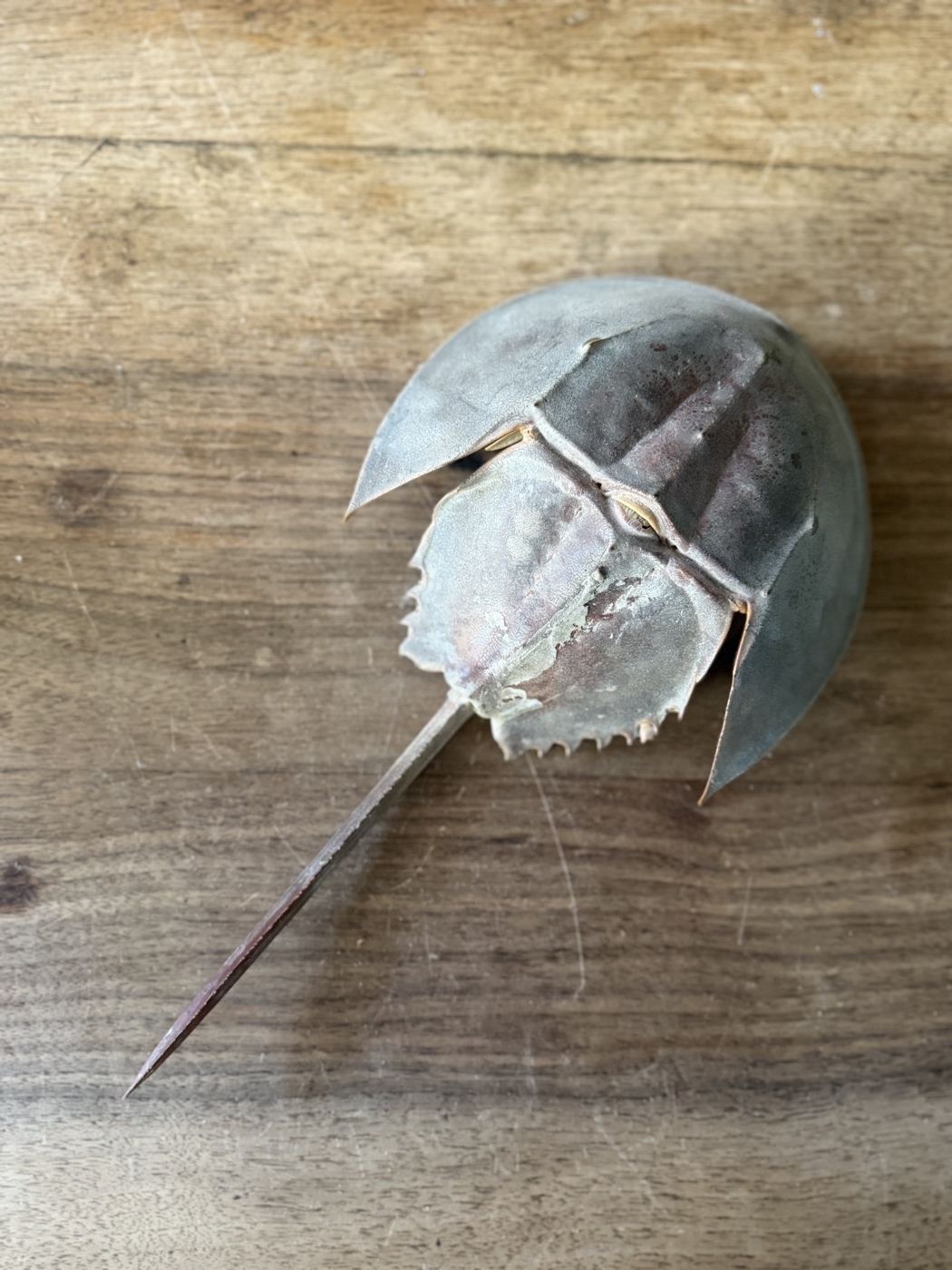 Pfeilschwanzkrebs · getrocknetes Präparat