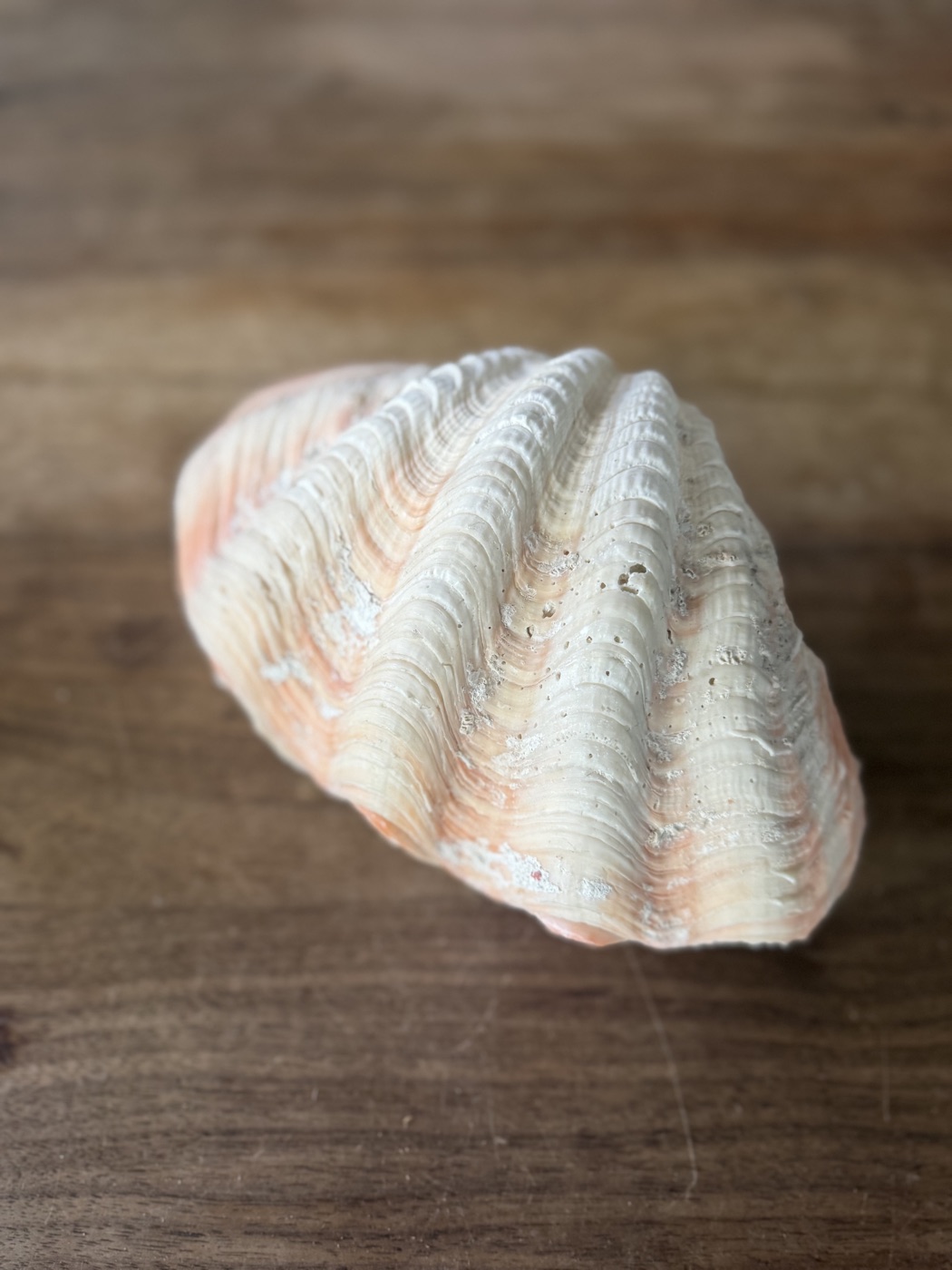 Muschel mit gerippter Schale