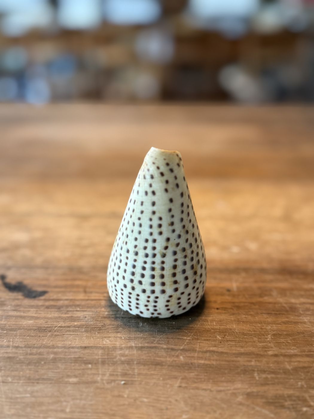 Conchiglia a cono · pezzo naturale