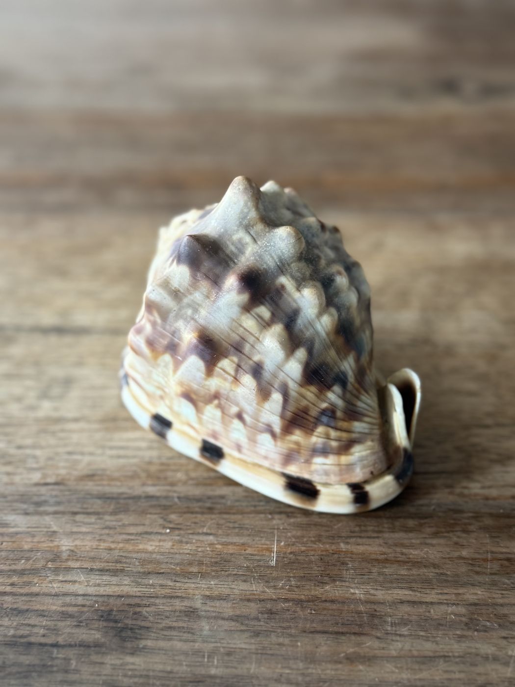 Grosse Meeresschnecke · 9 cm